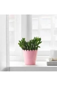 Saksı  Ikea Sommar 2019 9 cm thumbnail 1