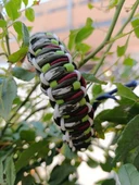 Paracord bileklik (Doğa uyumlu renkler) thumbnail 4