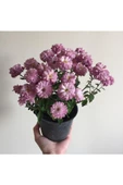 Kasımpatı Çiçeği Fidesi Pembe 10-20 cm thumbnail 4