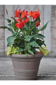 Canna Indica Çiçeği 20-40 cm thumbnail 2