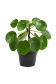 Çin Para Ağacı Pilea Peperomioides 10-20 cm thumbnail 1