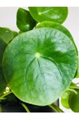Çin Para Ağacı Pilea Peperomioides 10-20 cm thumbnail 2