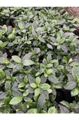 Gardenya Çiçeği 10-20 cm thumbnail 2
