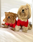 Uno Red Köpek Tişörtü thumbnail 5