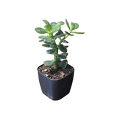 Ovata Para Ağacı Çiçeği 10-20 cm thumbnail 1
