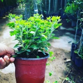 Kasımpatı Krizantem Chrysanthemum 10-20 cm thumbnail 5