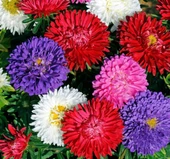 Kasımpatı Krizantem Chrysanthemum 10-20 cm thumbnail 6