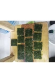 Betta Didyma Java Moss Akvaryum Bitkisi 5x5 Tele Sarılı 10'lu Paket thumbnail 2