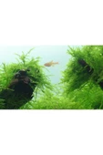 Betta Didyma Java Moss Akvaryum Bitkisi 5x5 Tele Sarılı 10'lu Paket thumbnail 3