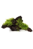 TROPİKAL Moss "mango Köküne Sarılı Java Moss" thumbnail 2