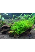 TROPİKAL Moss "mango Köküne Sarılı Java Moss" thumbnail 3