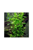 TROPİKAL Bacopa Monnieri 10 Adet thumbnail 1