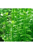 EMAAVM Akvaryum Bitkisi Bacopa Monnieri 5 Dal thumbnail 2