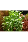 EMAAVM Akvaryum Bitkisi Bacopa Monnieri 5 Dal thumbnail 3