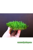 TROPİKAL Moss "java Moss" 3 Adet 5*5 Cm2 Yeni Sarım thumbnail 2