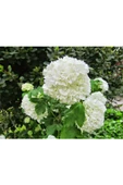 Saksılı Kartopu Çiçeği 40-60 cm thumbnail 1