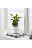 IKEA Förenlıg 12 cm Dekoratif Beyaz Saksı thumbnail 1