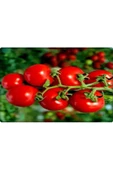 Bt Beybito Cherry Domates Tohumu (5 Gr) thumbnail 3