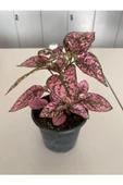 Hypoestes Rose Hostes Çiçeği Alacalı Pembe 10-20 Cm thumbnail 1
