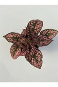 Hypoestes Rose Hostes Çiçeği Alacalı Pembe 10-20 Cm thumbnail 2