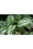 Hostes Çiçeği Hypoestes Phyllostachya Beyaz Benek 10-20 Cm thumbnail 2