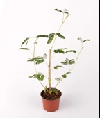 Küstüm Çiçeği Mimosa Pudica 10-20 cm thumbnail 3