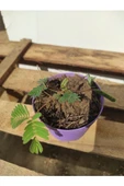 Küstüm Çiçeği Mimosa Pudica 10-20 cm thumbnail 2