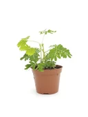 Küstüm Çiçeği Mimosa Pudica 10-20 cm thumbnail 1