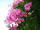 Campsis Radicans Acem Borusu Pembe 20-40 cm thumbnail 2