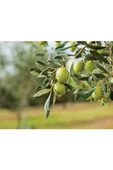 Erken Hasat Natural Zeytinyağı 18 Lt thumbnail 3