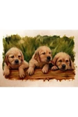 Yavru Köpekler Canvas Tablo (50x70) thumbnail 2