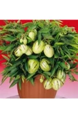 Pepino Fidanı 10-20 Cm thumbnail 2