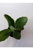 Aşkın Gözyaşı Çiçeği 10-20 Cm thumbnail 2