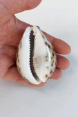 Tiger Cowry Deniz Kabuğu 32 thumbnail 3