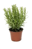 Biberiye Fidanı 10-20 cm thumbnail 1