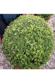 Şimşir (Buxus Sempervirens) Fidanı 20-40 Cm thumbnail 2