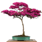 Gül Bonsai Ağacı - Kanvas Tablo thumbnail 1