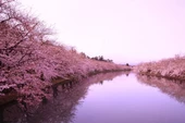 Meguro Nehri Kiraz Çiçeği - Kanvas Tablo thumbnail 1