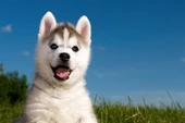 Husky Yavrusu - Kanvas Tablo thumbnail 1