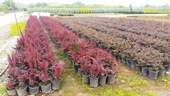 Berberis Fidanı 20-40 cm thumbnail 3