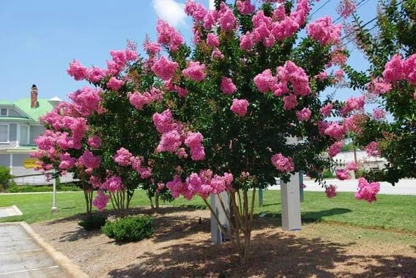 Oya Ağacı Fidanı Pembe ( Tüplü) 30 -40 Cm ürün görseli 1