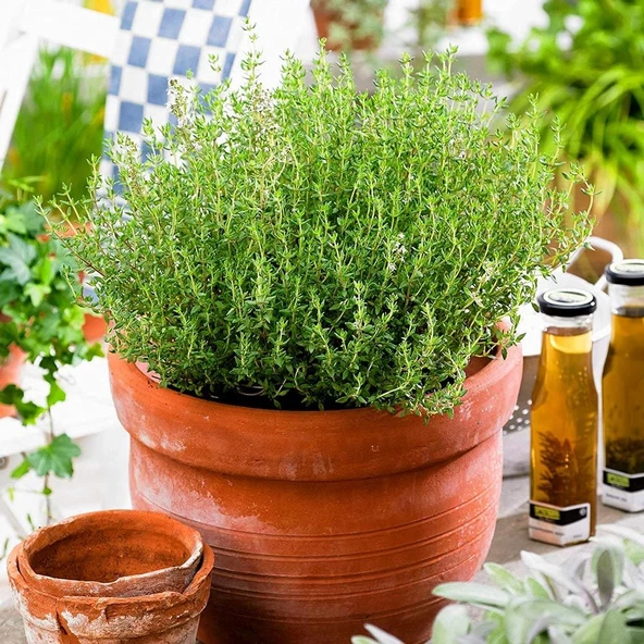 Doğal Kekik Yağı 100 ml Thyme Oil ürün görseli 1