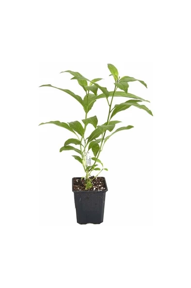 Nocturnum Limon Melisa Çiçeği Fidanı Saksıda 10-20 cm ürün görseli 1