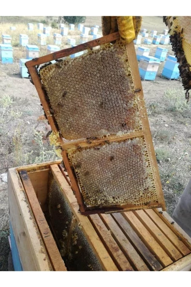 OZMUŞ BAL   Sivas Dan Organik Petek Çıta Bal 3kg ürün görseli 1
