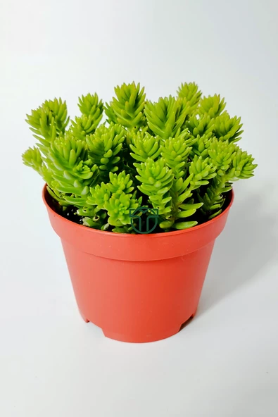 Sedum Spiral Staircase örtücü yayılan çabuk çoğalan sukulent ürün görseli 1