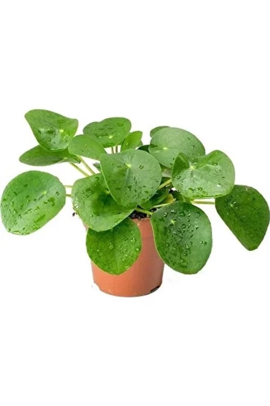 Ev Ofis Salon Bitkisi Peperomioides Çin Para Bitkisi 10-20 cm ürün görseli 1