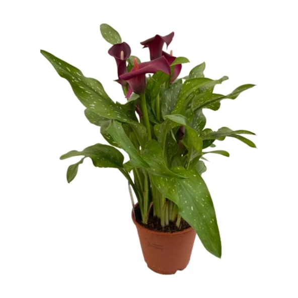 Gala Gelin Çiçeği Kırmızı 15-25 cm ürün görseli 1