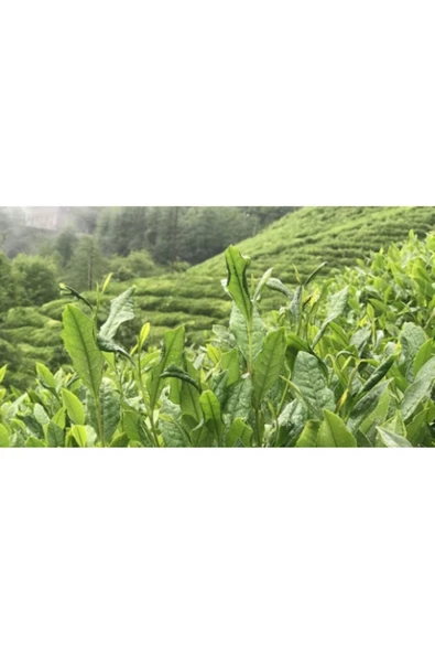 Çaykur Altınbaş Çay 500 gr 6 Adet - Resim 2