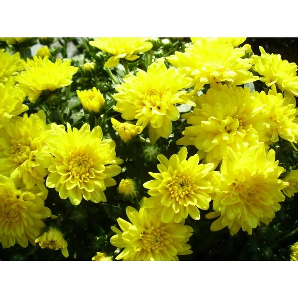 Sarı Kasımpatı Çiçeği Fidanı Saksılı 20-40 cm ürün görseli 1