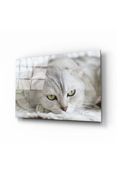 AlpiLeo Kedi Alp Özel Cam Tablo ürün görseli 1